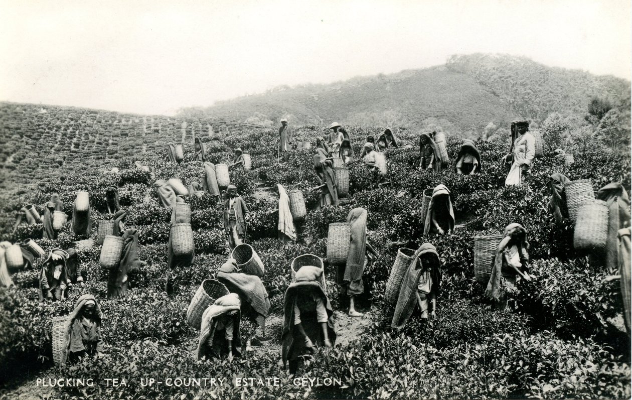 Thee plukken, landgoed in het binnenland, Ceylon, c.1900-1930 door Ltd. Ceylon Plâté