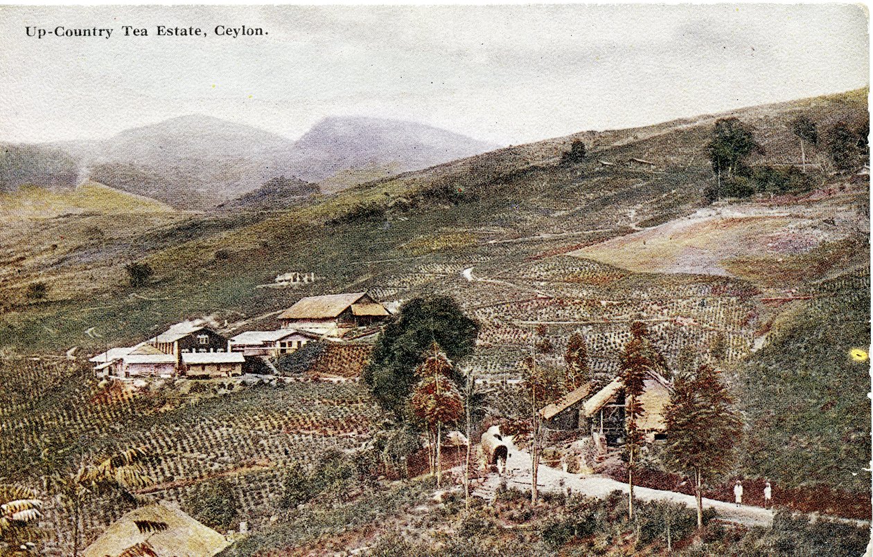Up-Country theeplantage, Ceylon, ca. 1900-20 (handgekleurde foto) door Ltd. Ceylon Plâté