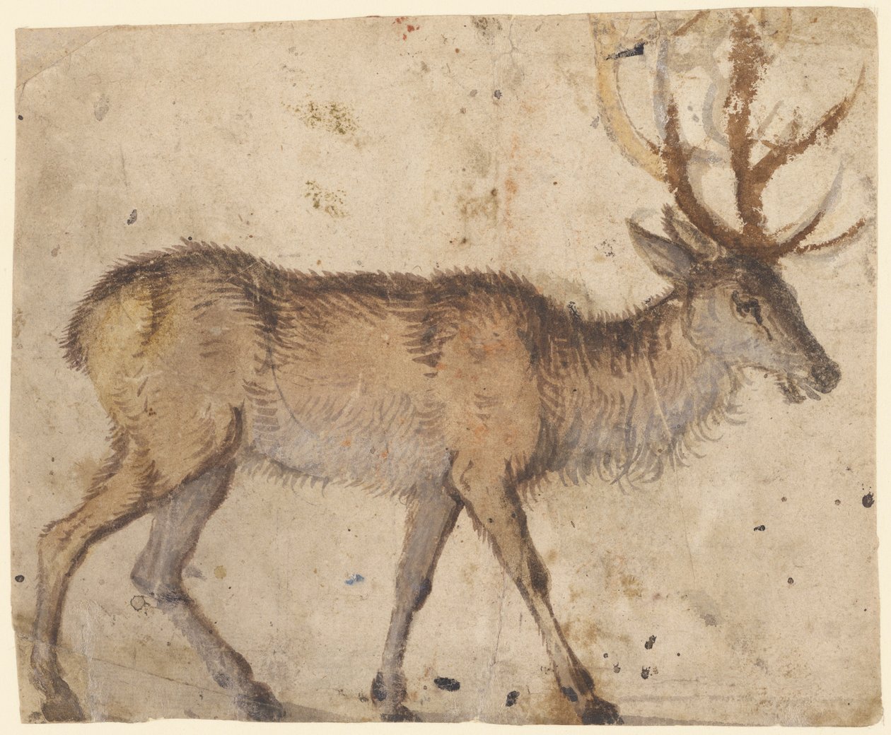 Studie van een hert (recto); Studie van geiten (verso) door Lucas Cranach the Elder