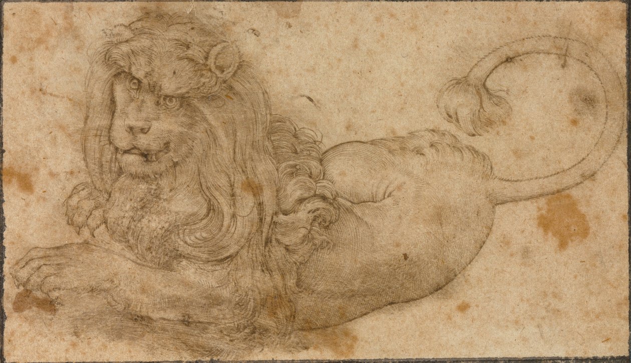 Studie van een leeuw door Lucas the Elder Cranach