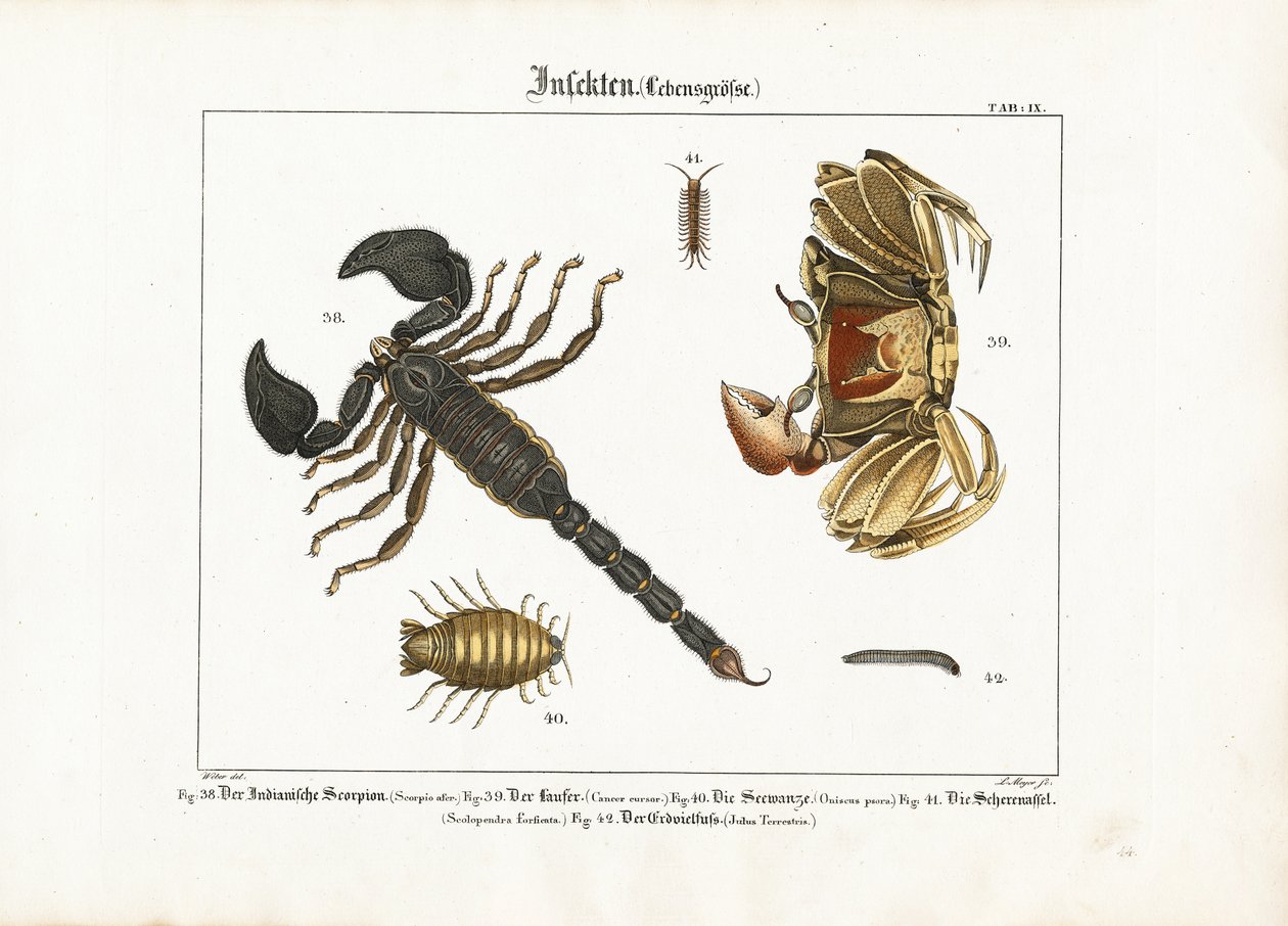 Geleedpotigen: Schorpioen, krab en andere geleedpotigen door Ludwig Meyer