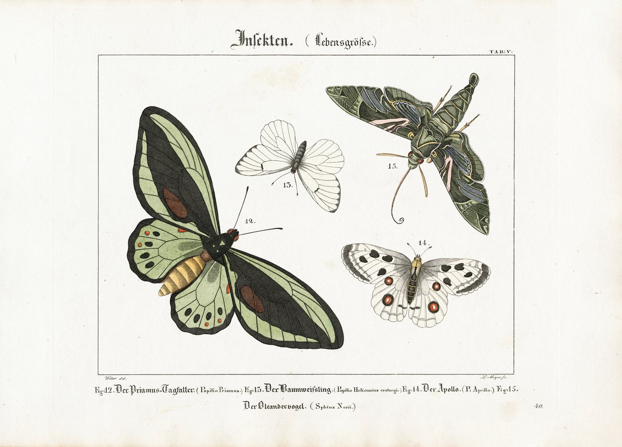 Vlinders en de oleanderzwaluwvlinder door Ludwig Meyer