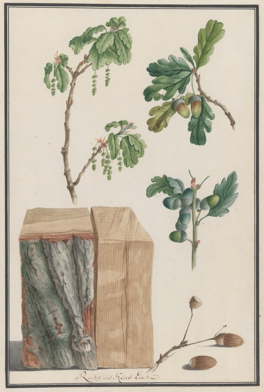 Studies van de bloemen, vruchten en stam van een Engelse eik door Ludwig Pfleger