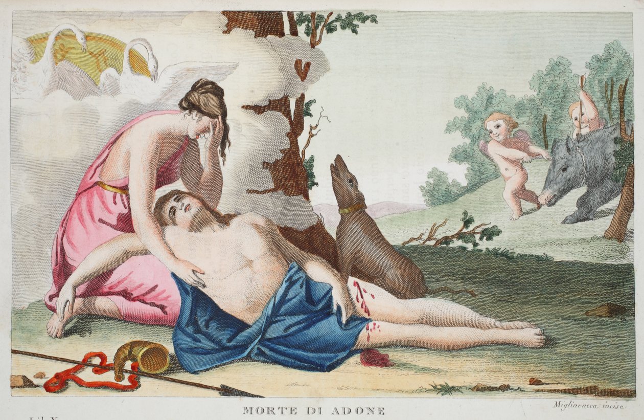 De Dood van Adonis, Boek X, illustratie uit Ovidius