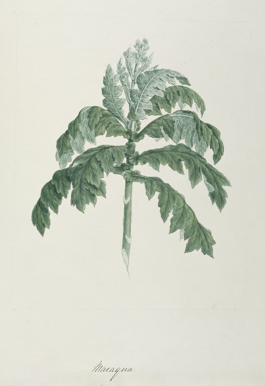 Maraqua, illustratie uit Veertig-en-een Botanische Tekeningen met Aantekeningen door Luigi Balugani