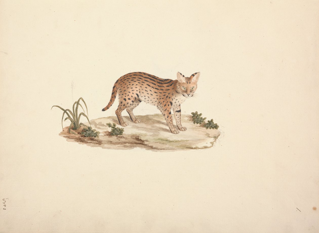Afrikaanse wilde kat of serval door Luigi Balugani