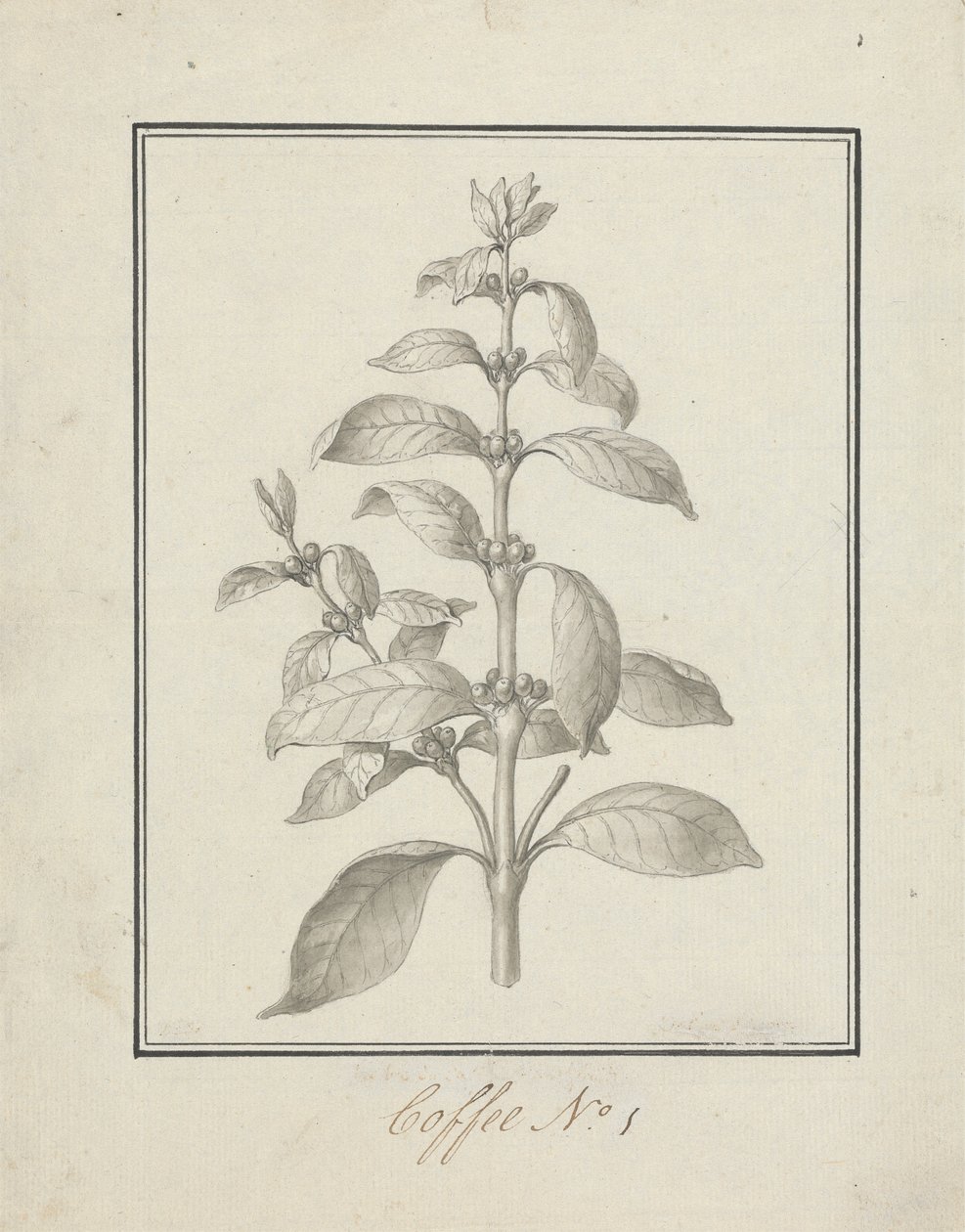 Coffea arabica L. (Arabica Koffie): afgewerkte tekening van bladrijke scheut en bessen door Luigi Balugani