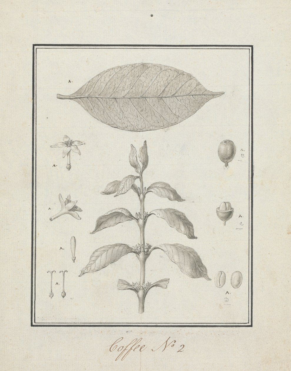 Coffea arabica L. (Arabica Koffie): afgewerkte tekening van bladrijke scheut, met details van bloemen, blad en vruchten door Luigi Balugani