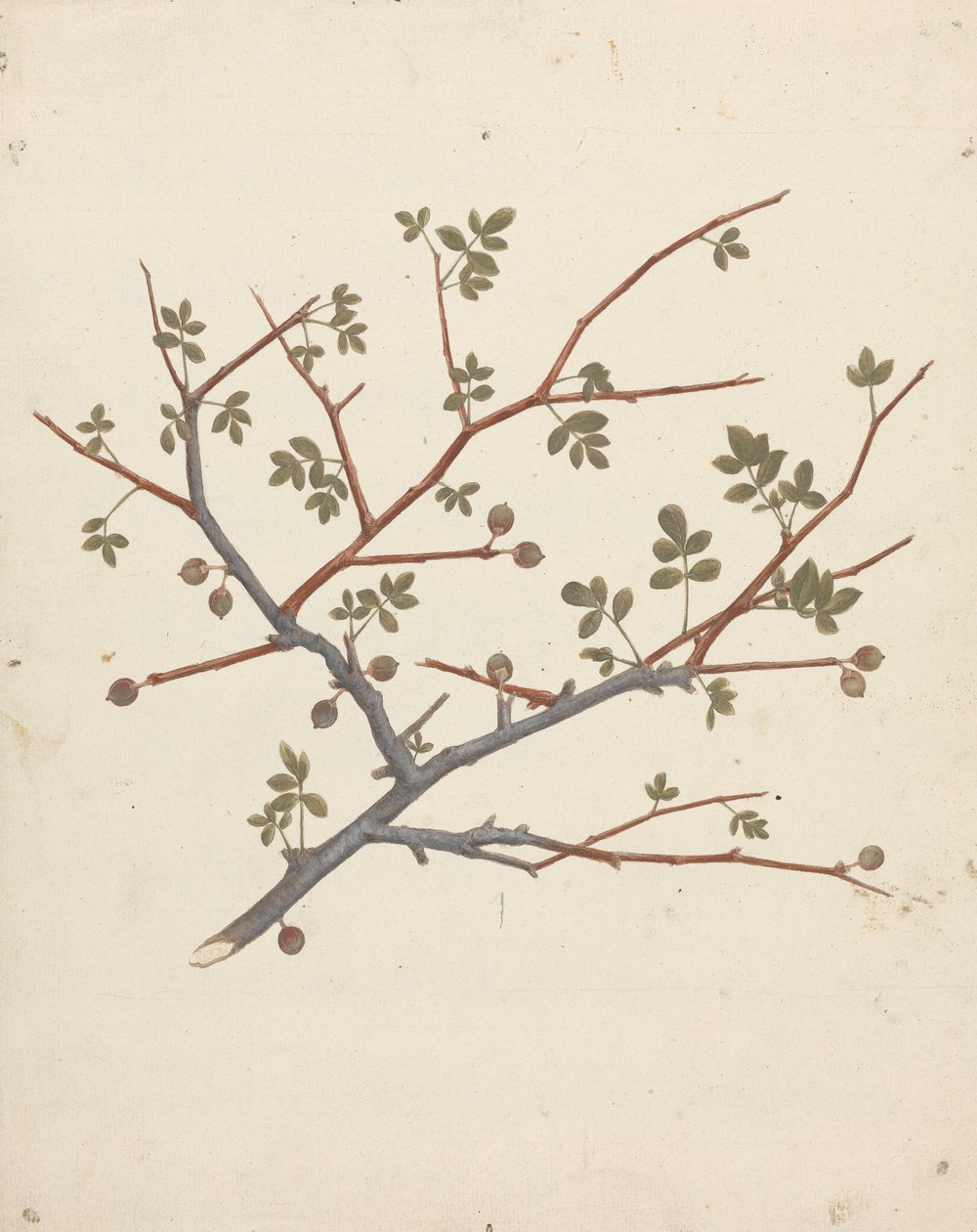 Commiphora gileadensis (L.) C. Chr. (Balsem van Gilead, Opobalsam): afgewerkte tekening van vruchtende tak door Luigi Balugani