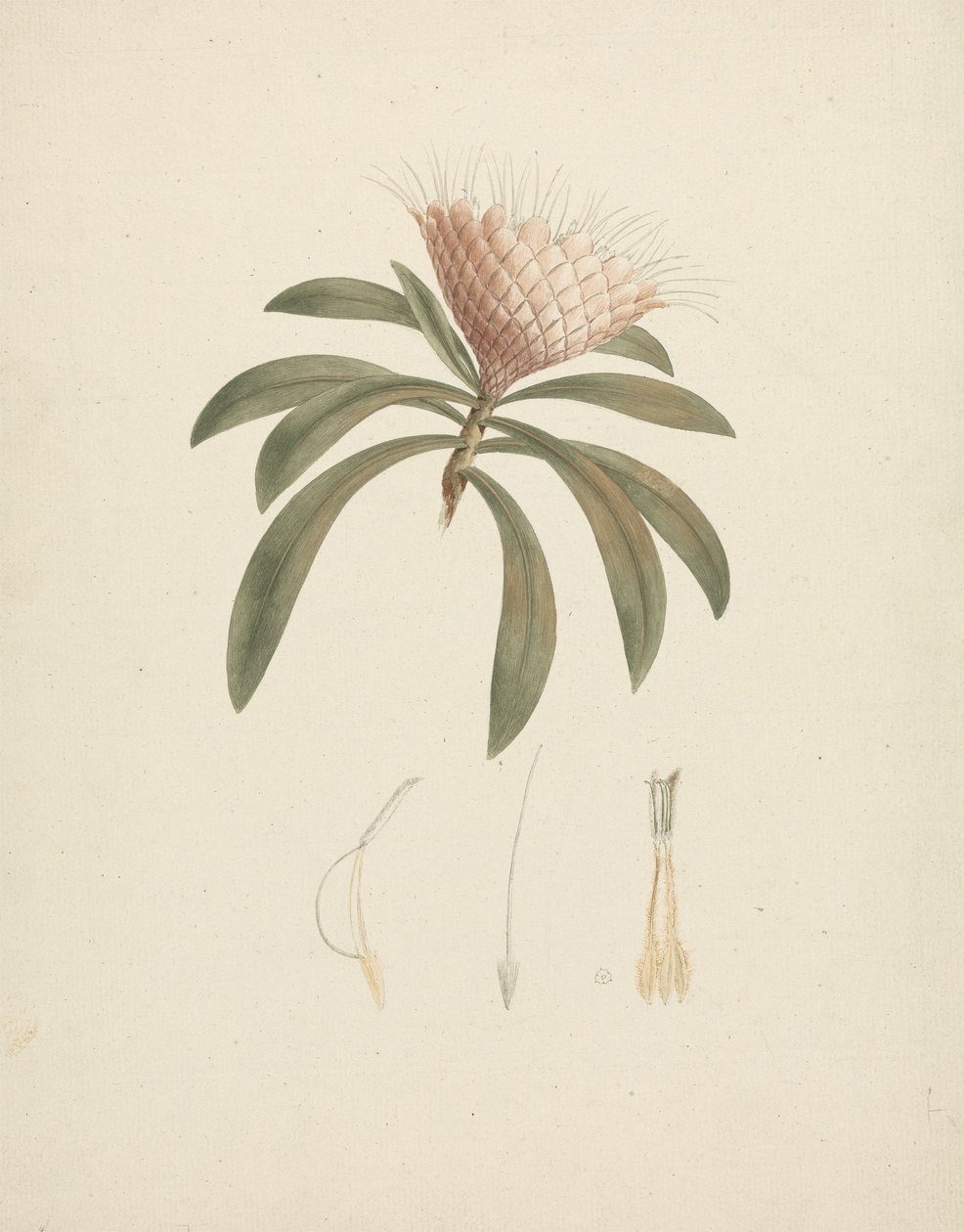 Protea gaguedi J.F. Gmel. (Protea): afgewerkte tekening met bloemdetails door Luigi Balugani