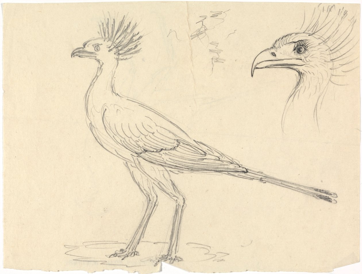 Secretarisvogel door Luigi Balugani