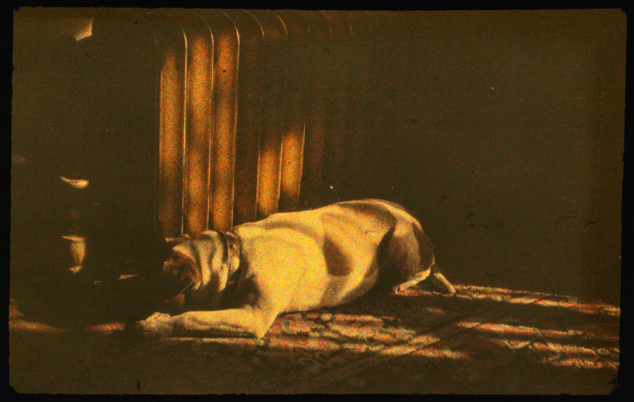 Kleurenfoto van slapende hond in zonlicht met Autochrome Lumière en een 35mm camera door Luis Marden