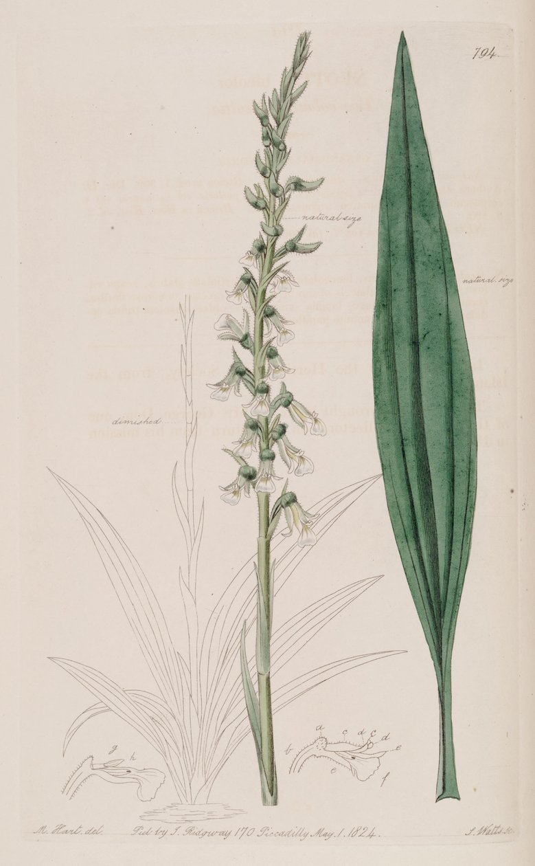 Illustratie van Cyclopogon bicolor (als syn. Neottia bicolor) door M. Hart