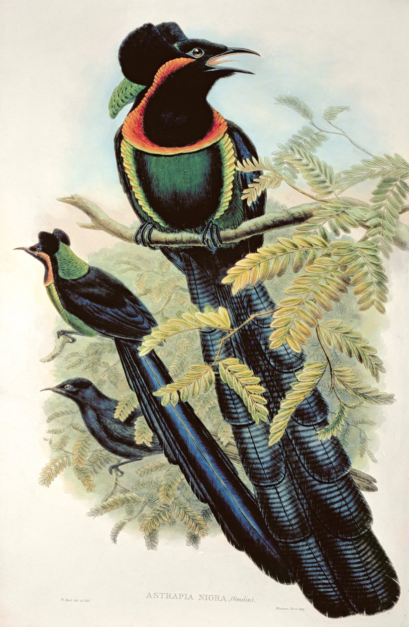 Arfak Astrapia, Astrapia Nigra - Paradijsvogel door M. Hart