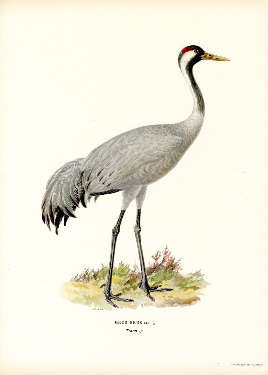 Kraanvogel door Magnus Ferdinand and Wilhelm von Wright