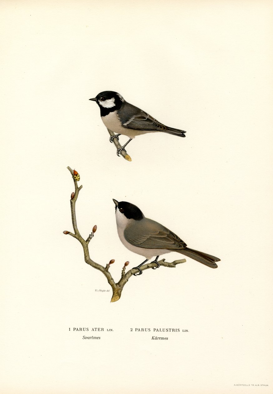 Zwarte Mees door Magnus Ferdinand and Wilhelm von Wright