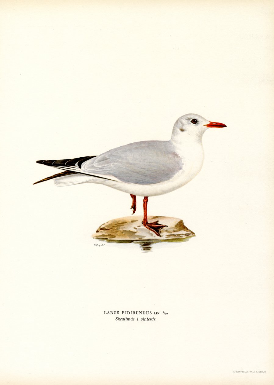 Zwartkopmeeuw (kleur litho) door Magnus Ferdinand and Wilhelm von Wright