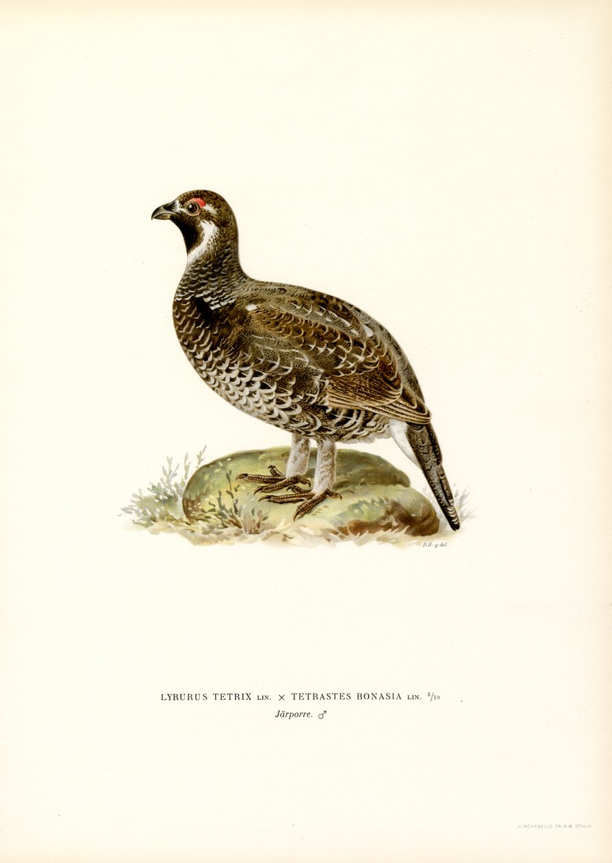 Korhoen x Hazelhoen door Magnus Ferdinand and Wilhelm von Wright