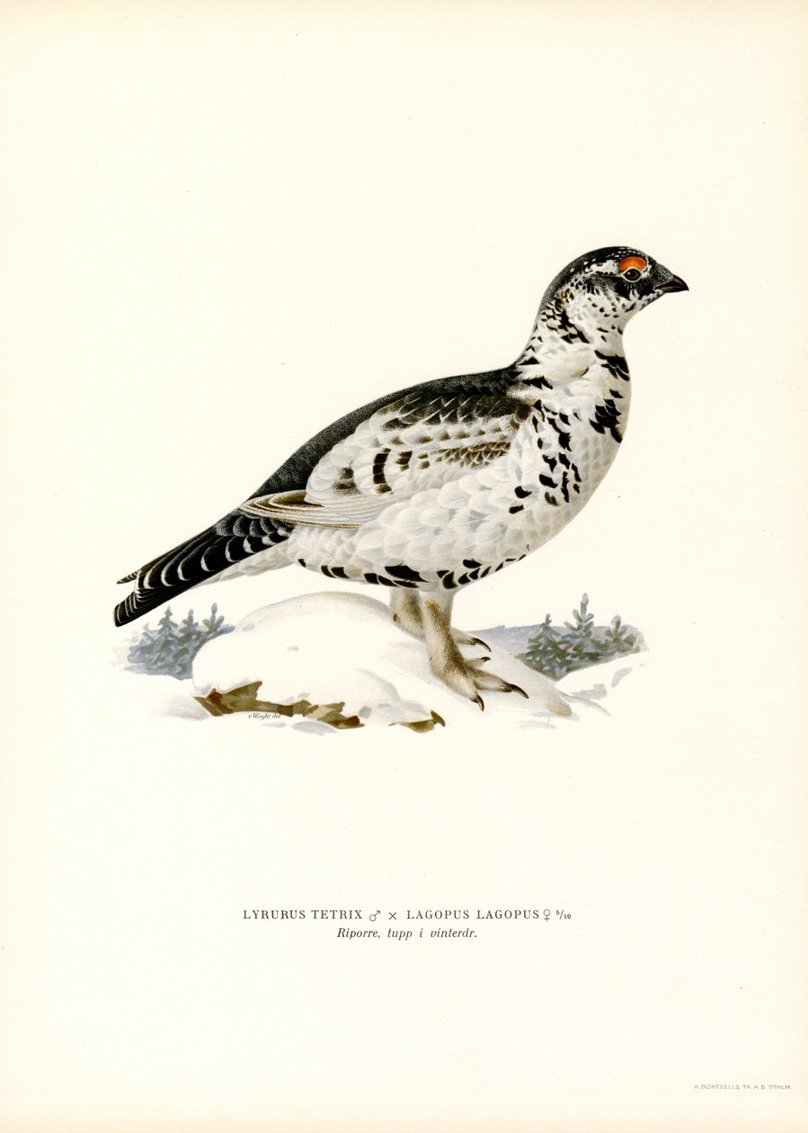 Korhoen x Sneeuwhoen door Magnus Ferdinand and Wilhelm von Wright