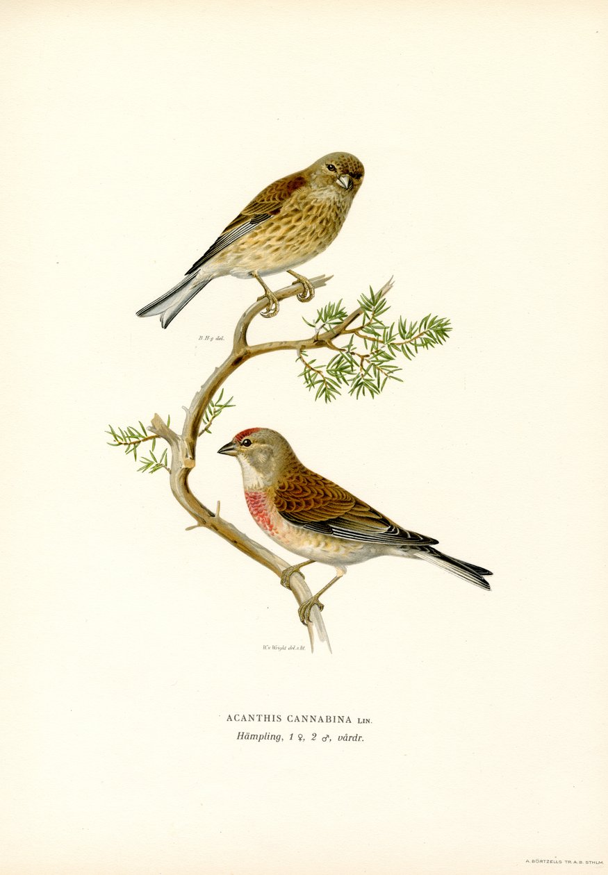 Kneu door Magnus Ferdinand and Wilhelm von Wright