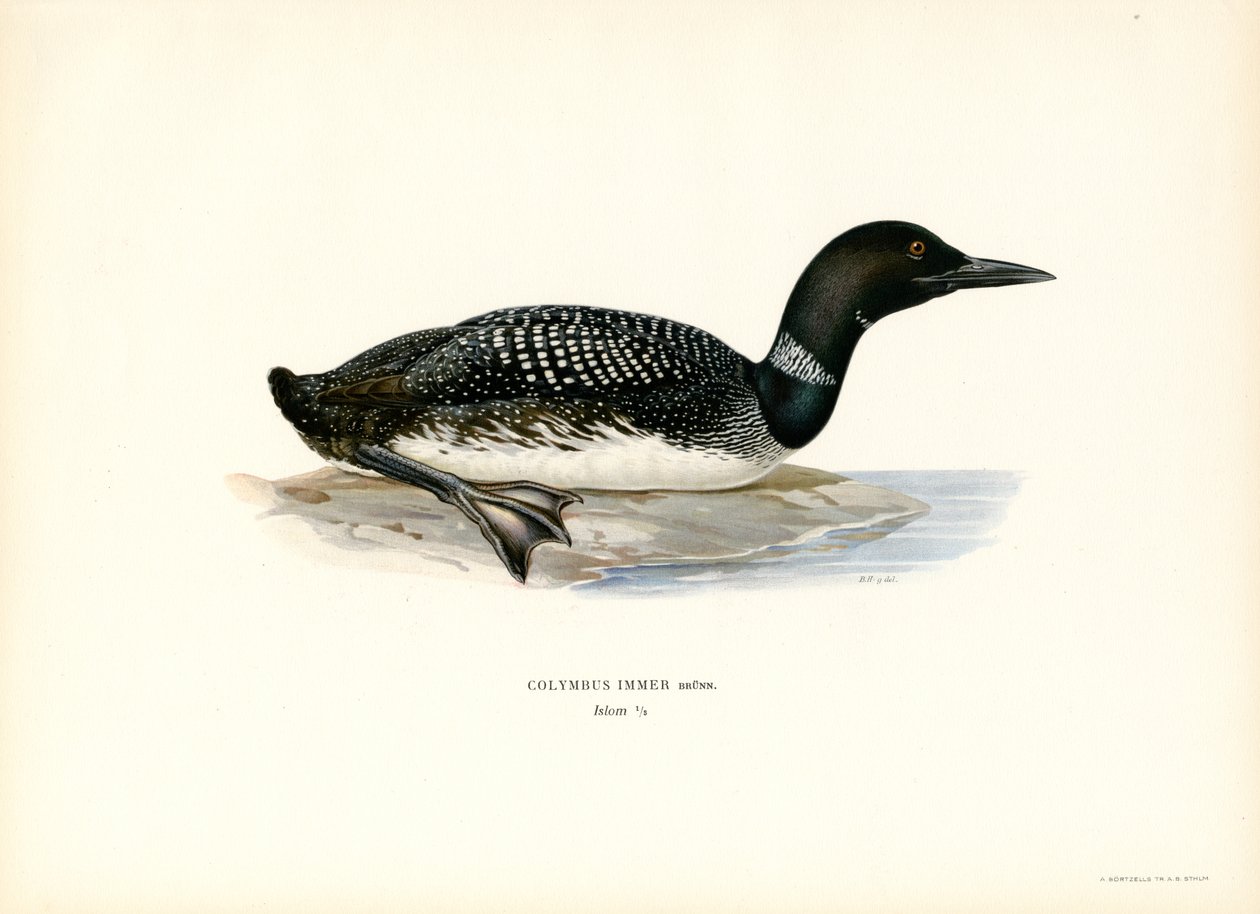 IJsduiker door Magnus Ferdinand and Wilhelm von Wright