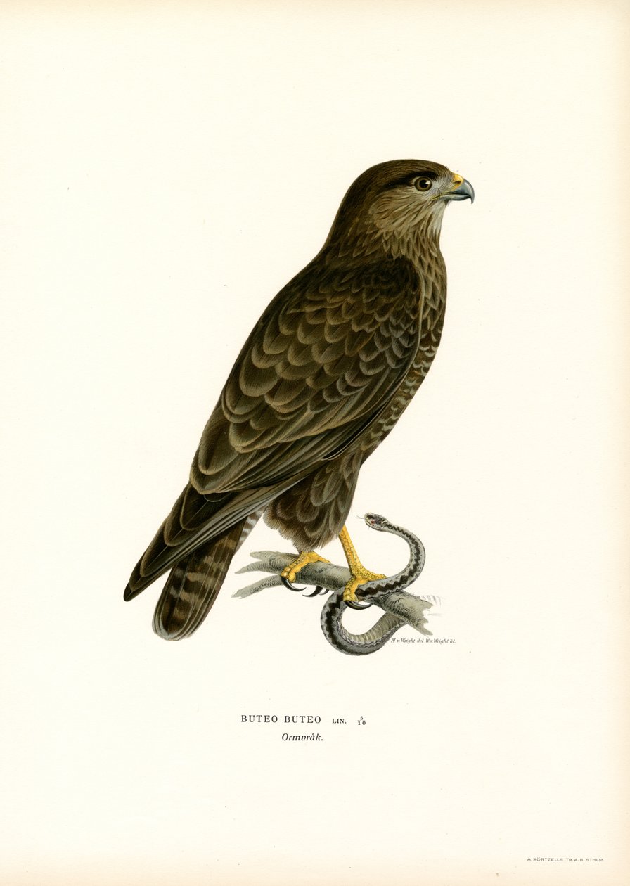 Buizerd (kleur litho) door Magnus Ferdinand and Wilhelm von Wright