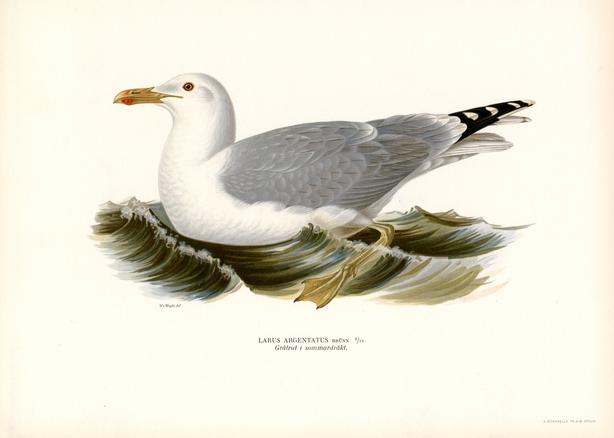 Europese Zilvermeeuw (kleur litho) door Magnus Ferdinand and Wilhelm von Wright