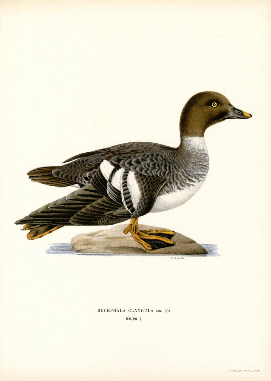 Brilduiker door Magnus Ferdinand and Wilhelm von Wright