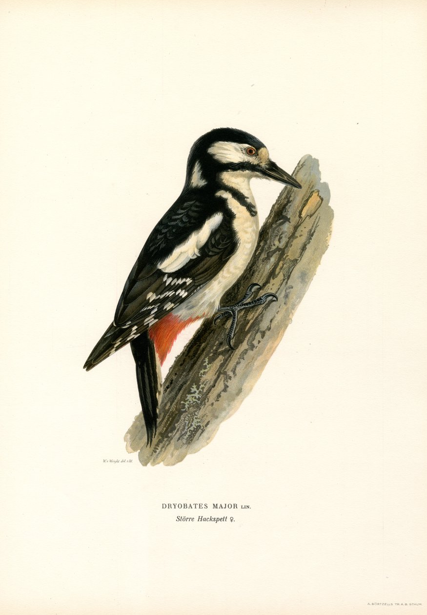 Grote Bonte Specht door Magnus Ferdinand and Wilhelm von Wright