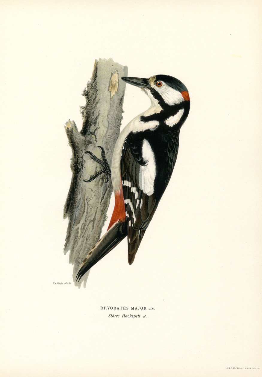 Grote Bonte Specht door Magnus Ferdinand and Wilhelm von Wright