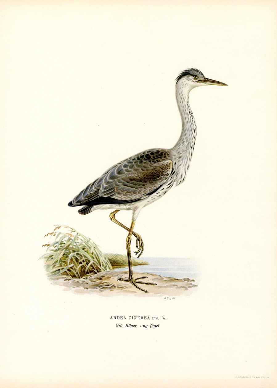 Blauwe Reiger door Magnus Ferdinand and Wilhelm von Wright