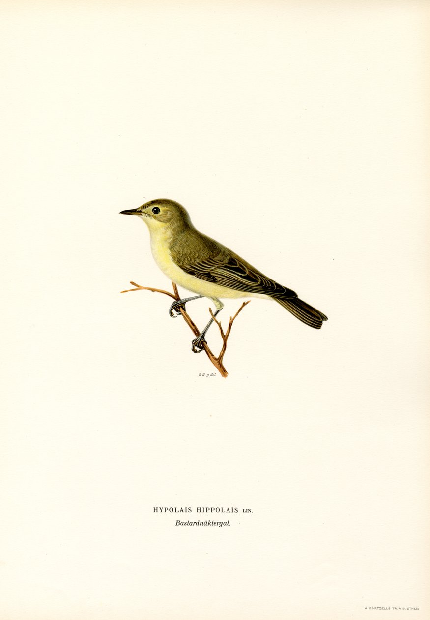 Spotvogel door Magnus Ferdinand and Wilhelm von Wright