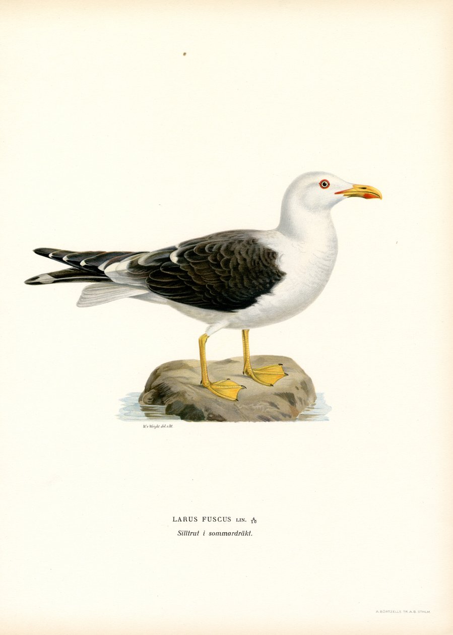 Kleine Mantelmeeuw door Magnus Ferdinand and Wilhelm von Wright