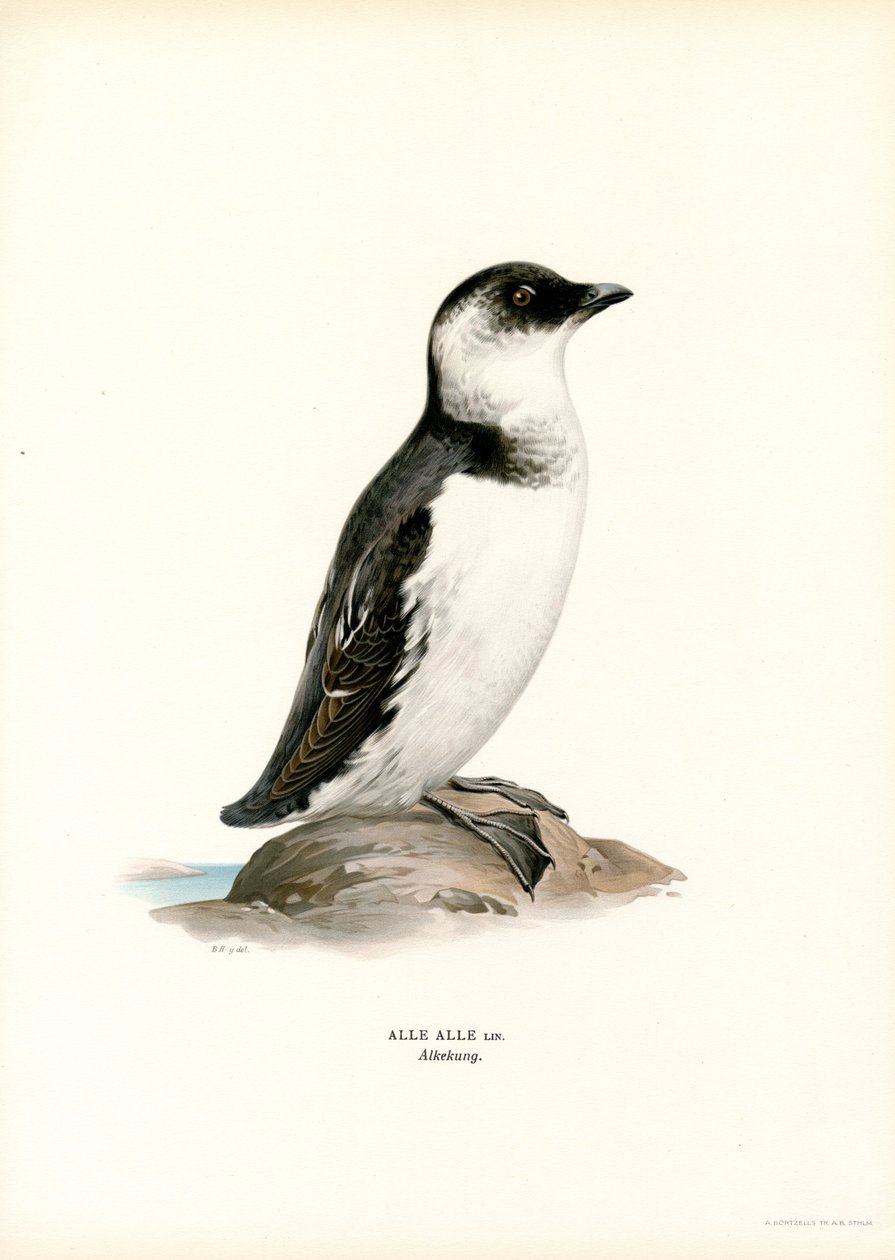 Kleine Alk door Magnus Ferdinand and Wilhelm von Wright