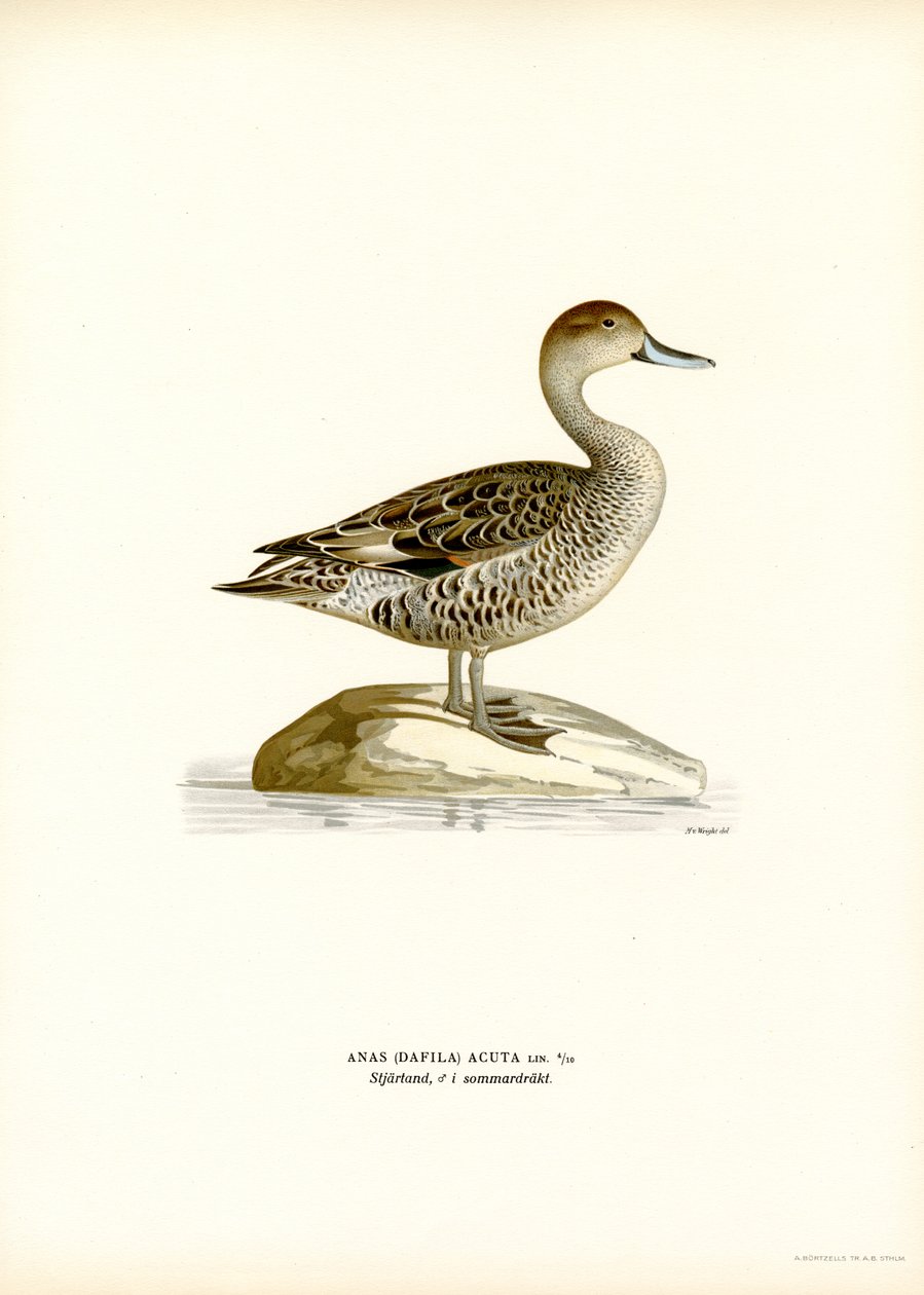 Pijlstaart door Magnus Ferdinand and Wilhelm von Wright