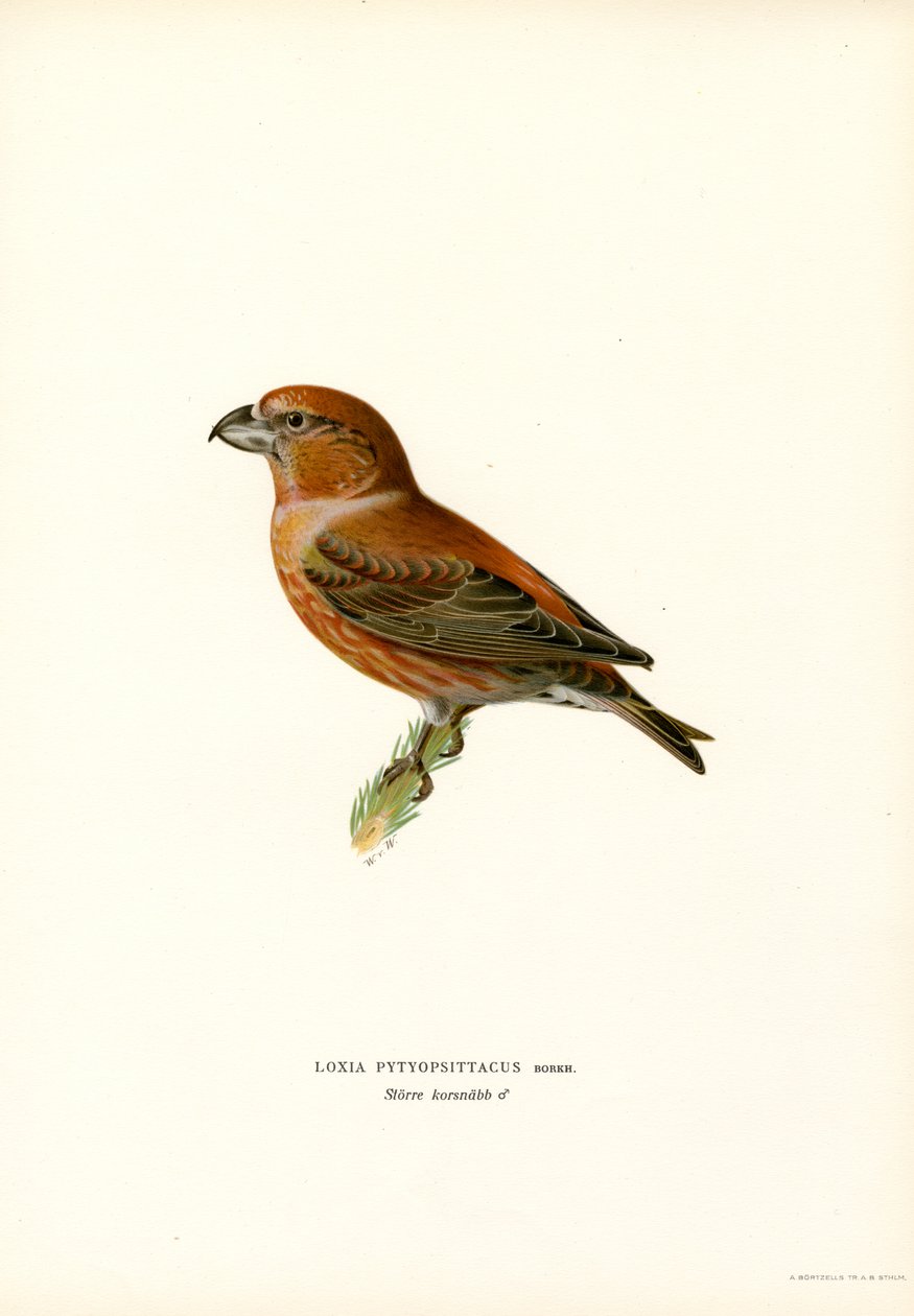 Grote Kruisbek door Magnus Ferdinand and Wilhelm von Wright