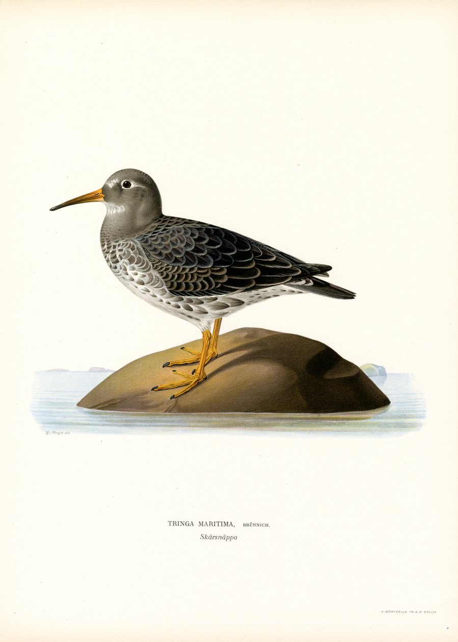 Paarse Strandloper door Magnus Ferdinand and Wilhelm von Wright