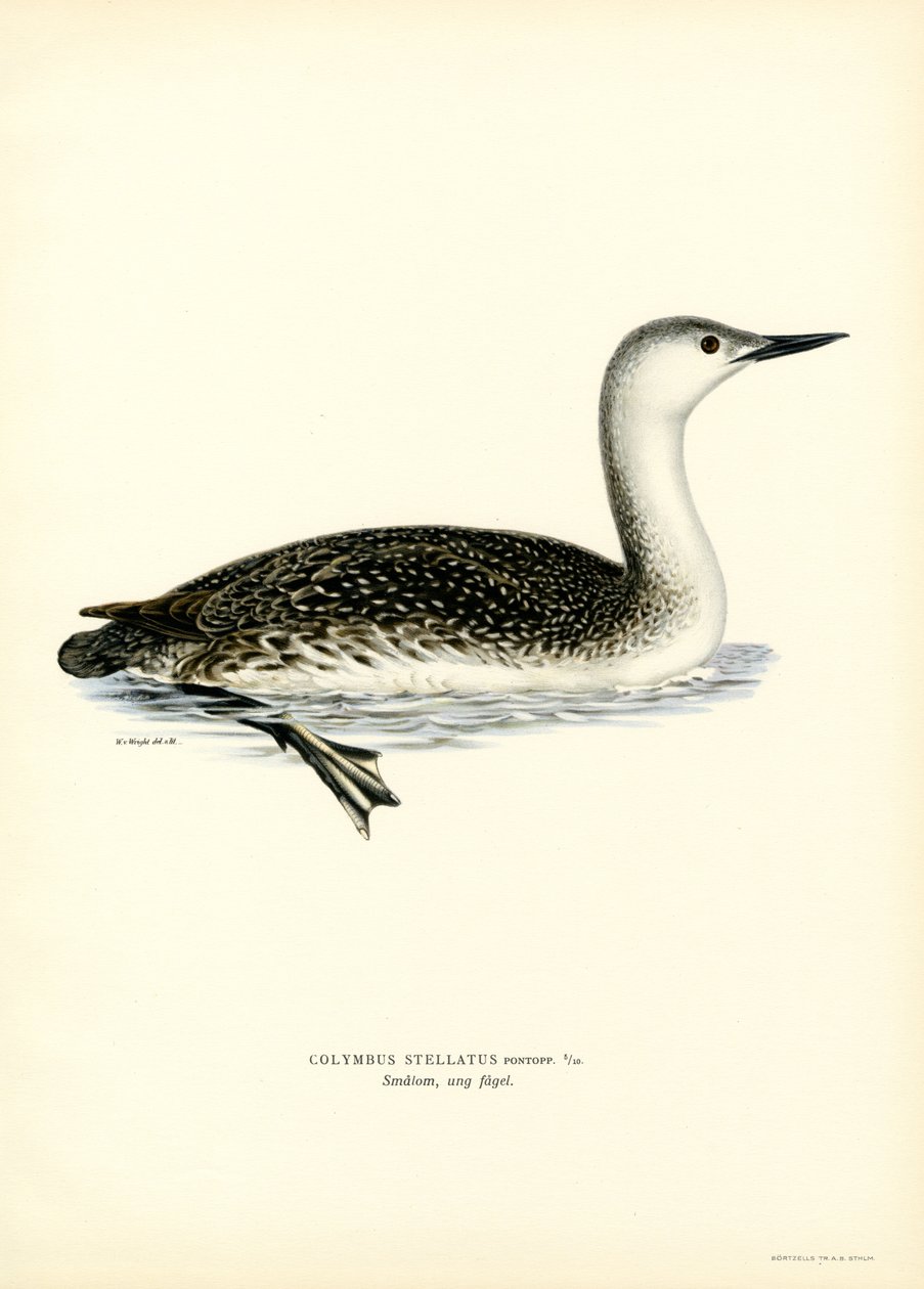 Roodkeelduiker door Magnus Ferdinand and Wilhelm von Wright