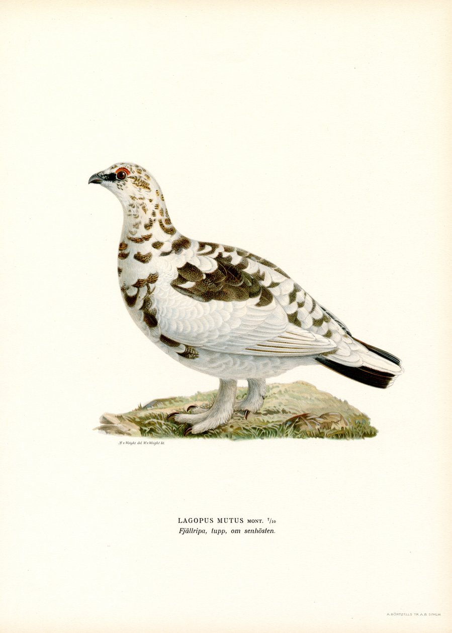 Rotsptarmigan door Magnus Ferdinand and Wilhelm von Wright
