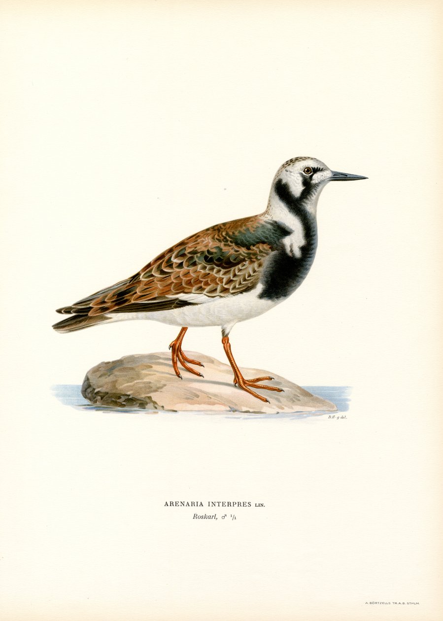 Steenloper (kleur litho) door Magnus Ferdinand and Wilhelm von Wright