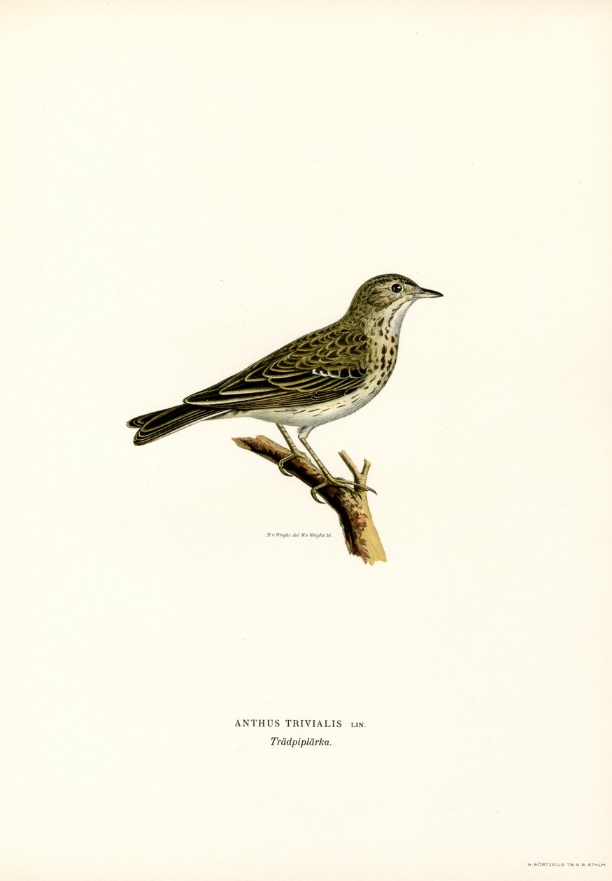 Boompieper door Magnus Ferdinand and Wilhelm von Wright