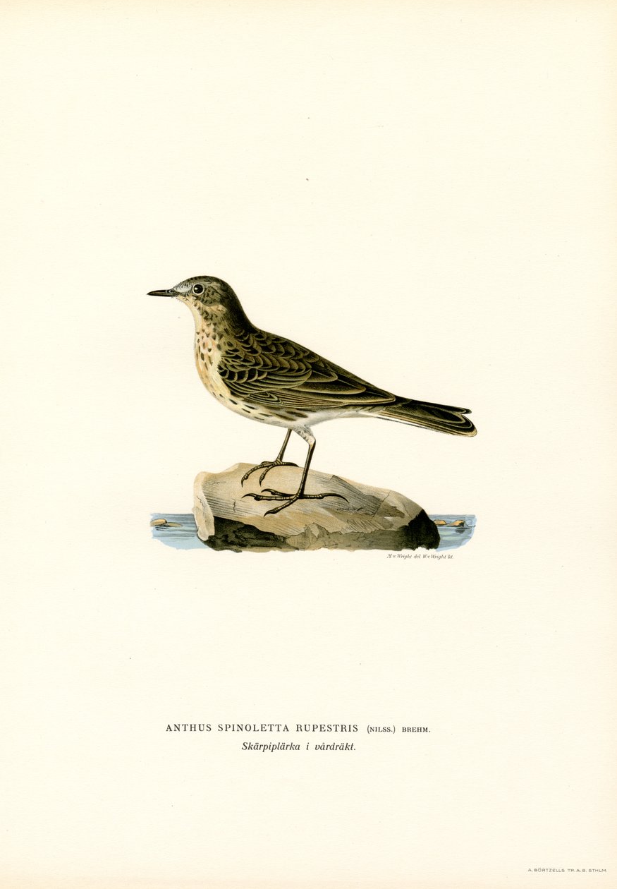 Waterpieper door Magnus Ferdinand and Wilhelm von Wright