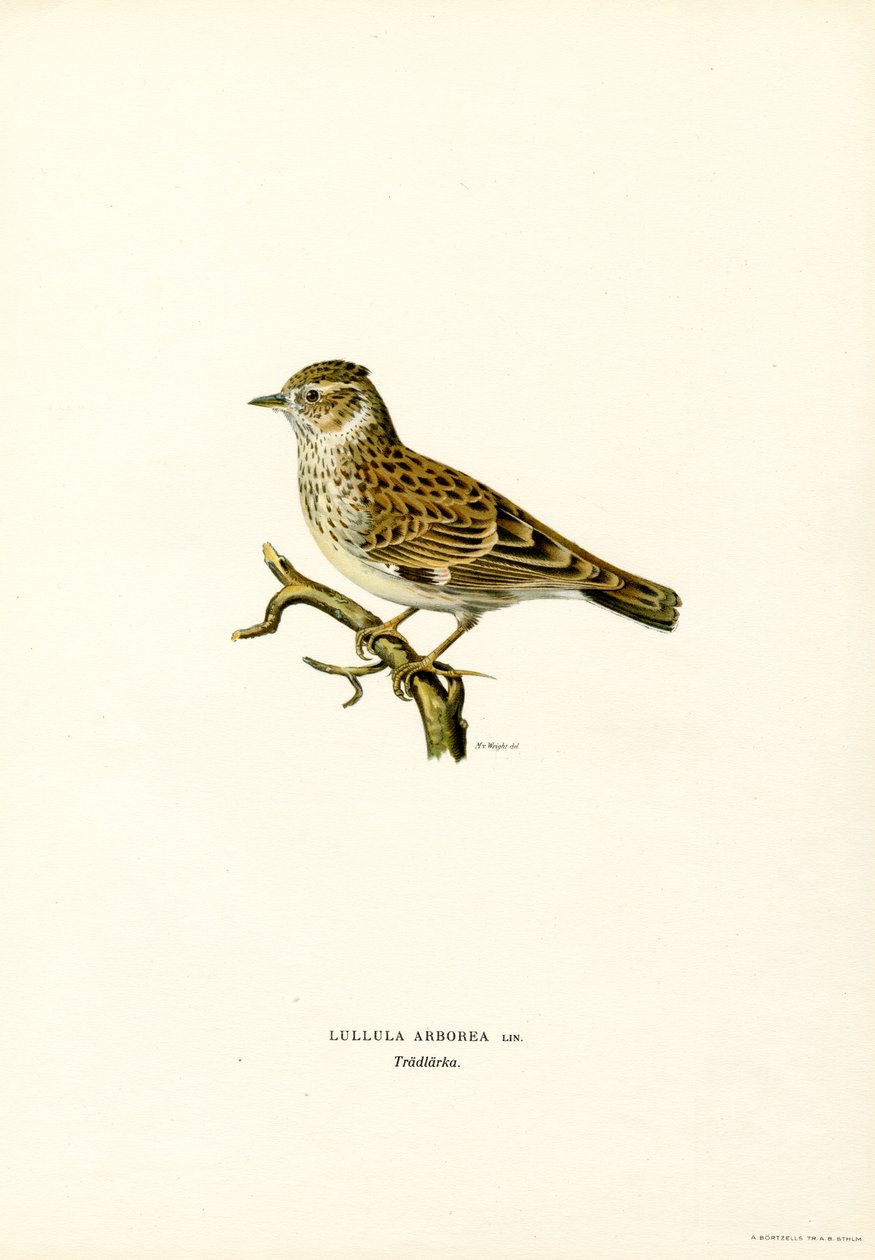 Boomleeuwerik door Magnus Ferdinand and Wilhelm von Wright