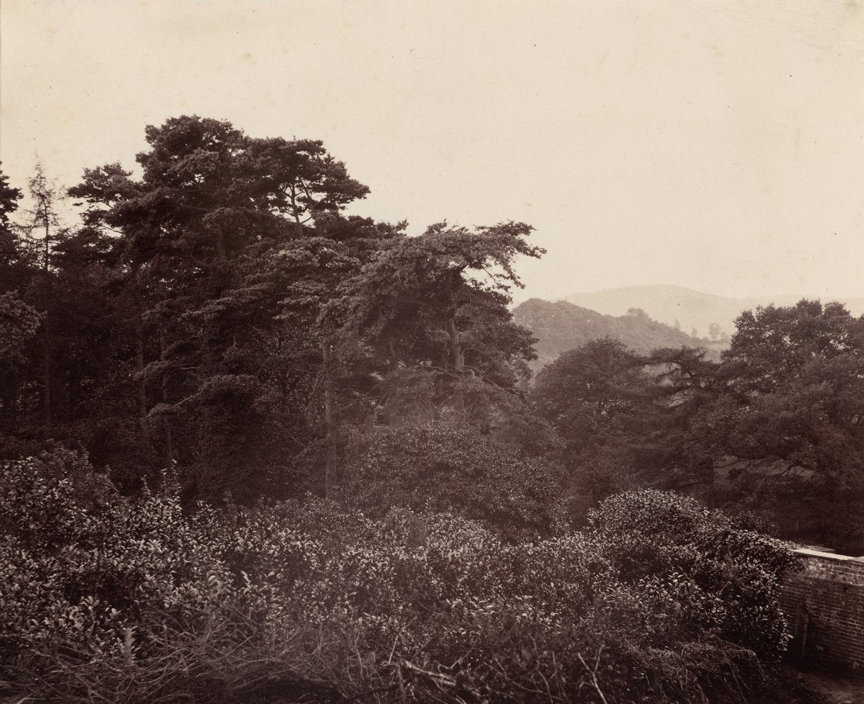 Studie van bladeren,c. 1863 (foto) door Major Francis Gresley
