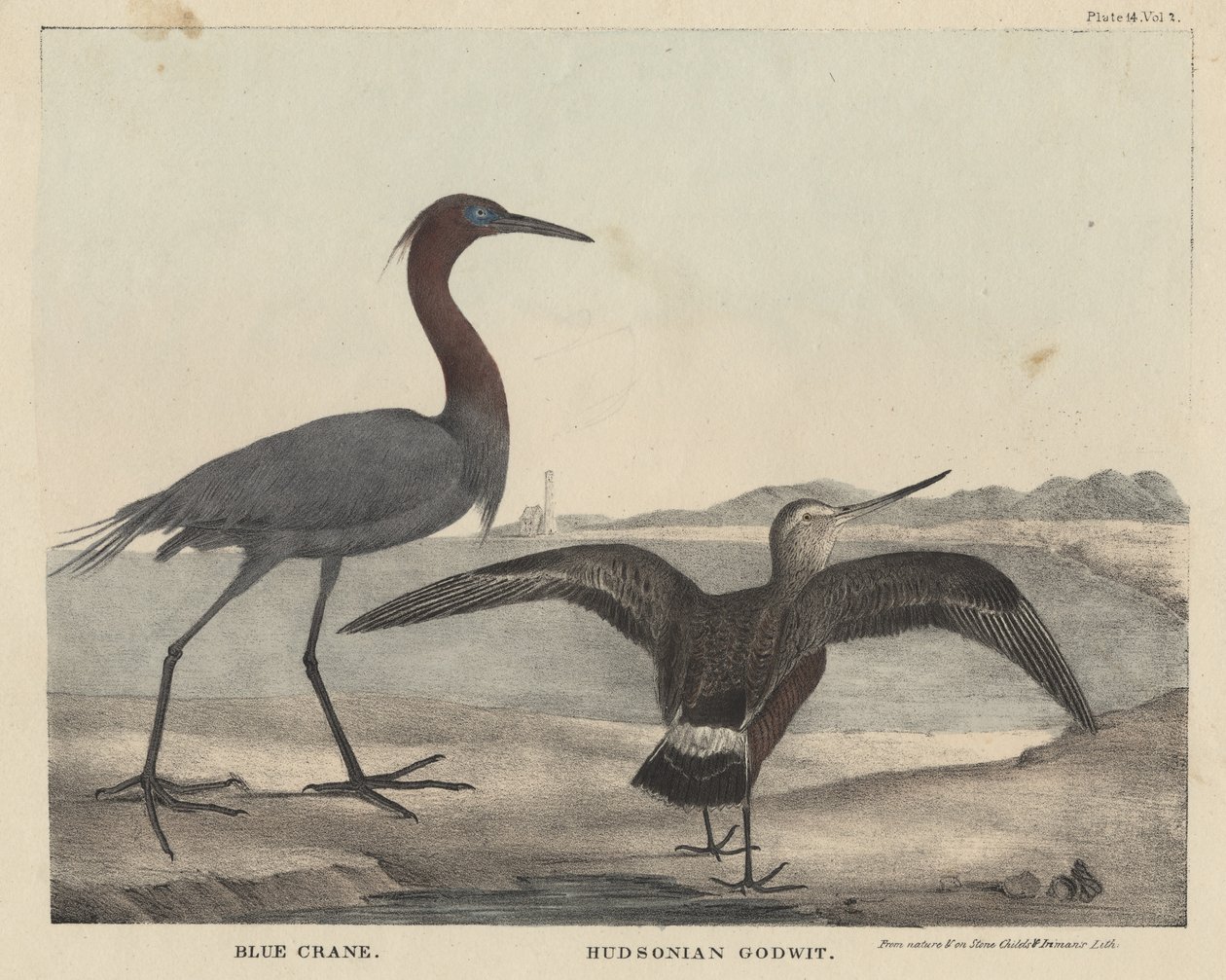 Blauwe kraanvogel, Hudsoniaanse grutto, litho door Childs en Inman, uit 