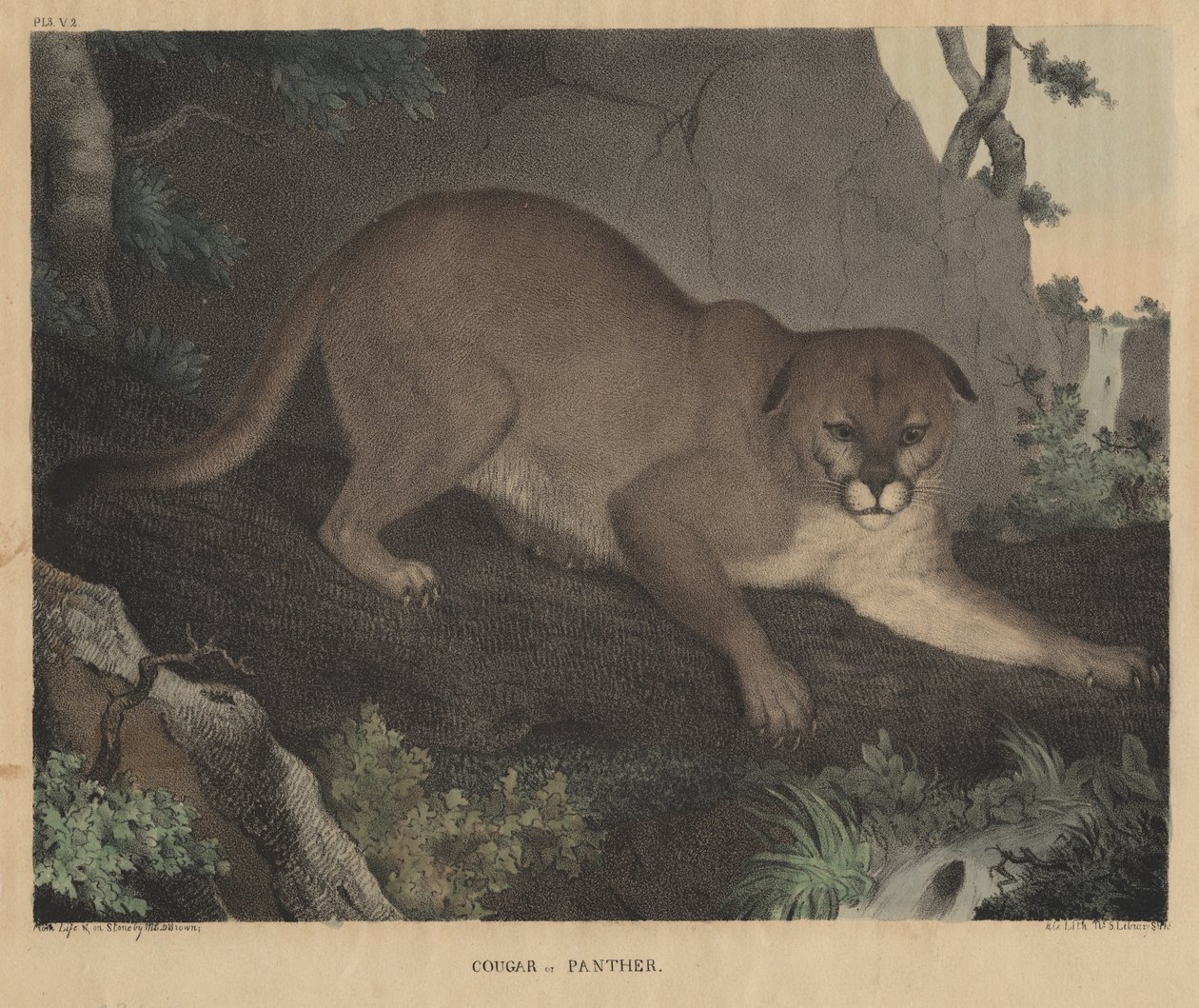 Cougar of Panter, uit 