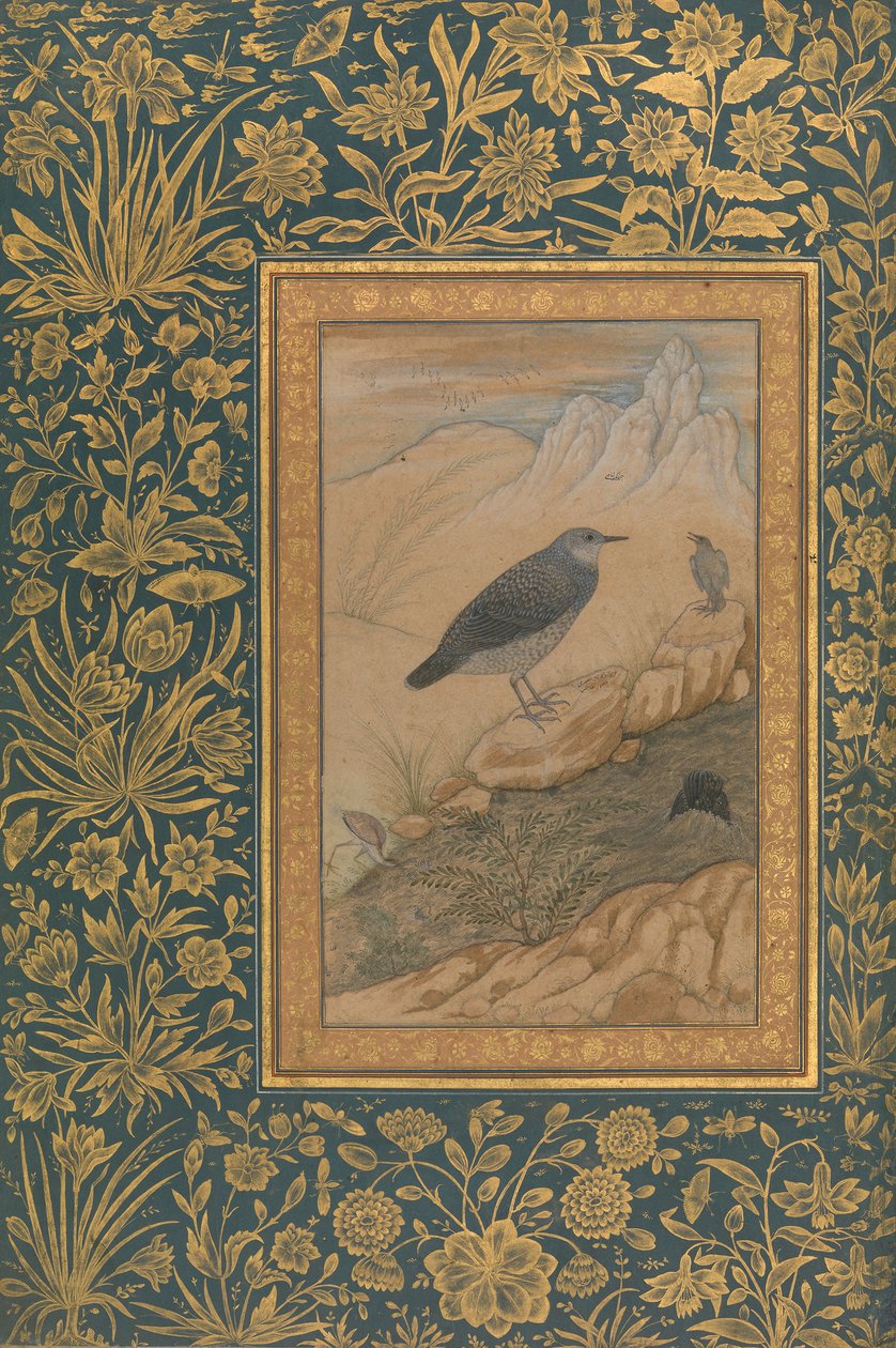 Duikende Dipper en Andere Vogels, Folio uit het Shah Jahan Album door Mansur