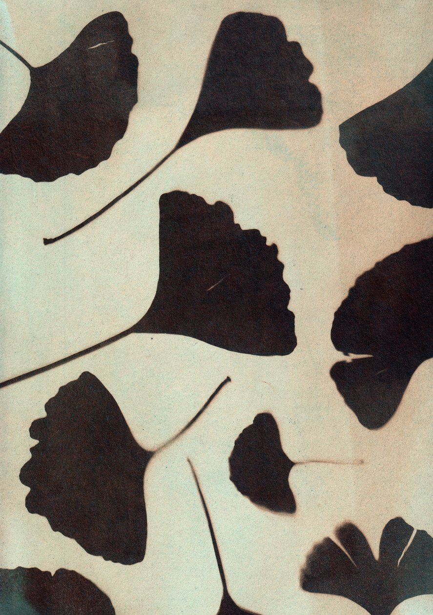 Ginkgo biloba, 2023 (cyanotypie, gemengde techniek) door Marco Campedelli