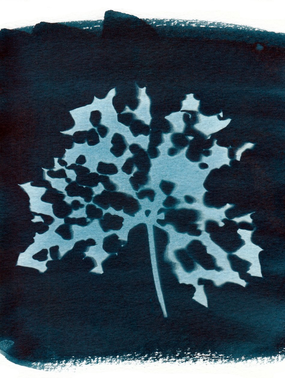 Ziek blad, 2023 (cyanotypie) door Marco Campedelli