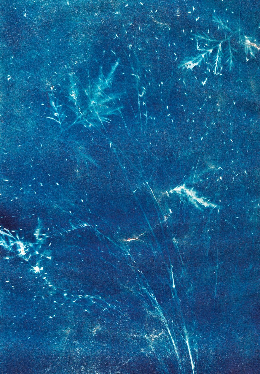 Zonder titel, 2023 (cyanotypie) door Marco Campedelli